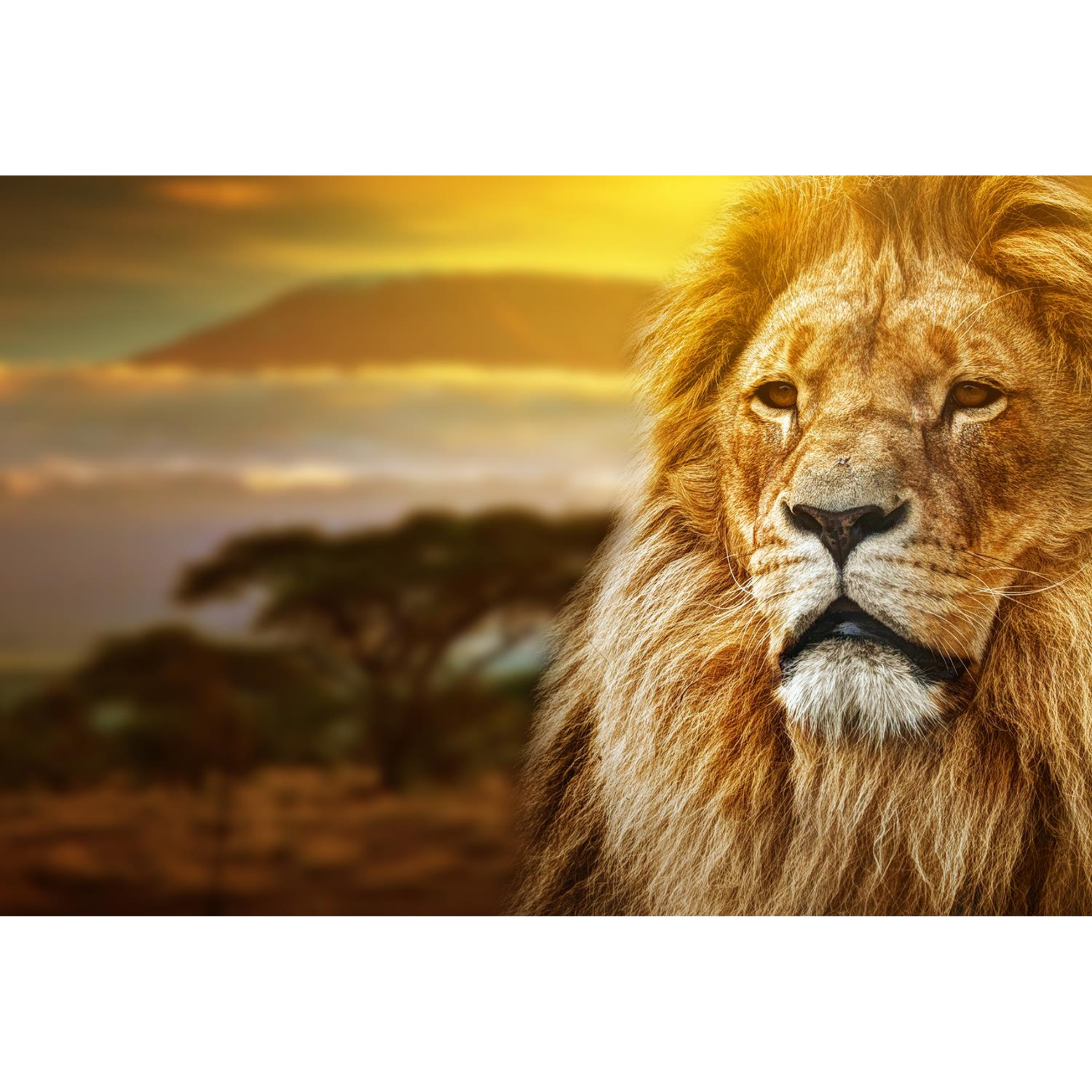 Lion Safari  Wall Art | SF1656